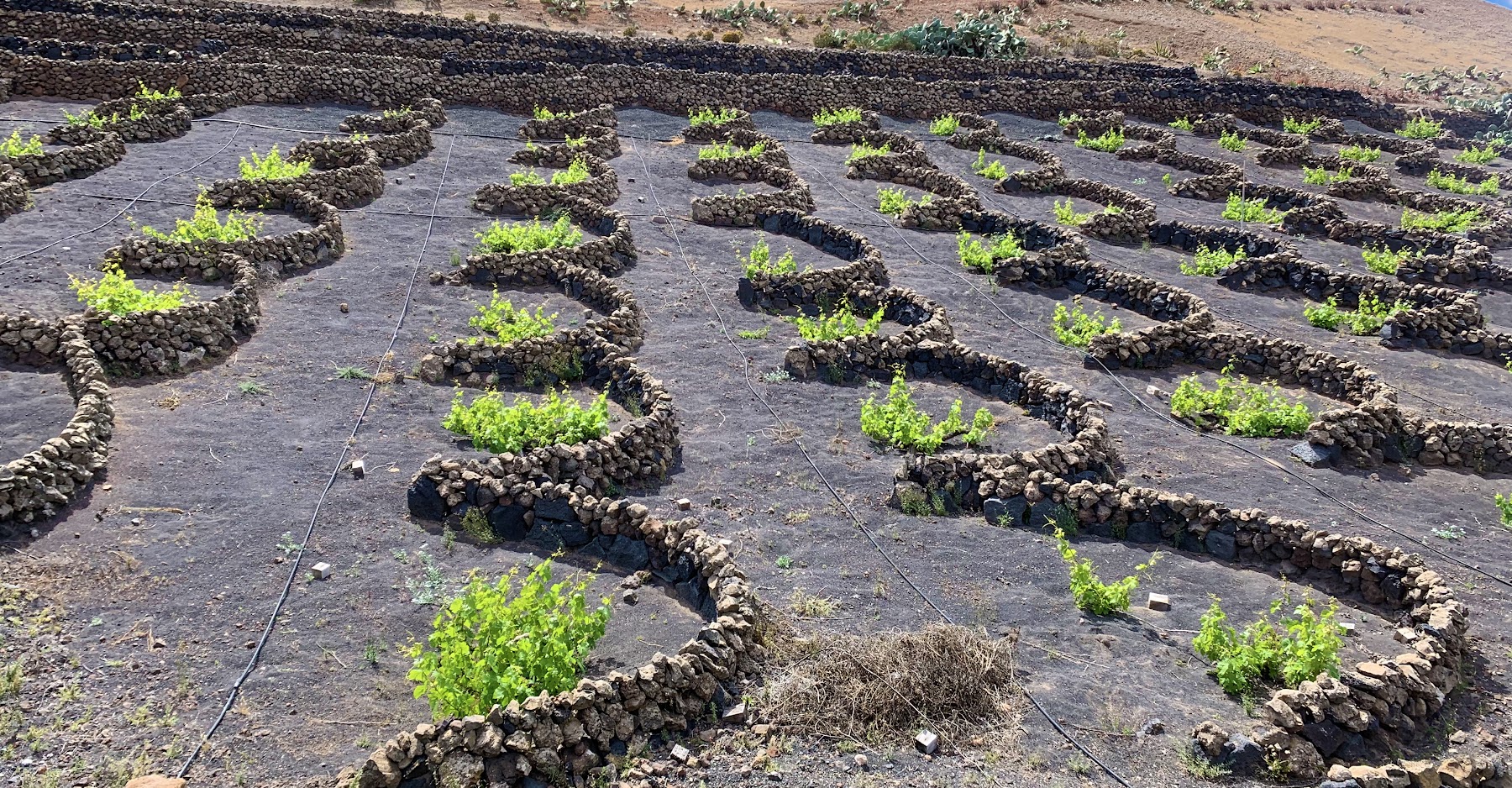 Vines growing in volcanic hollows at La Geria, Lanzarote